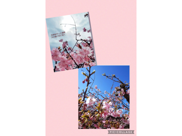 ✿河津桜✿