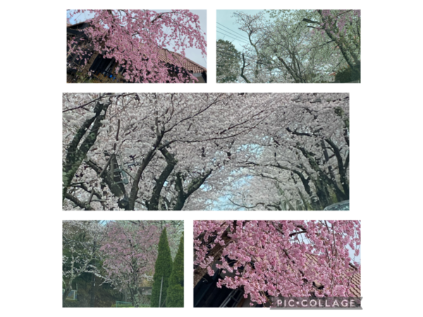 ❀伊豆高原桜並木周辺❀