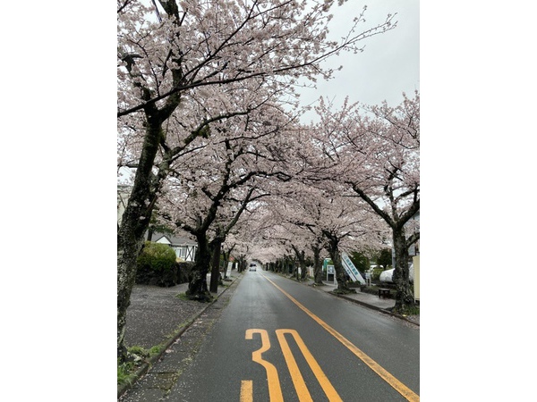 ⌘雨の桜並木⌘