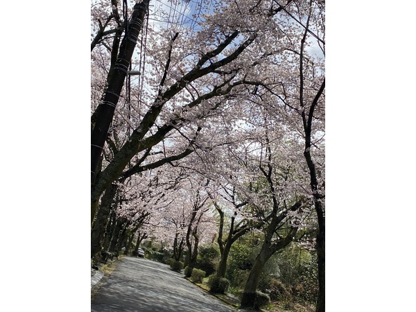 ❀イトーピアの桜❀