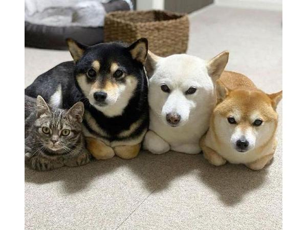 犬と猫は仲良し？