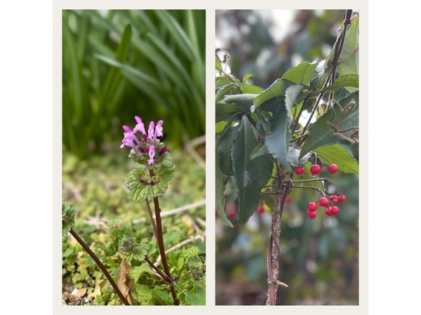 庭の花