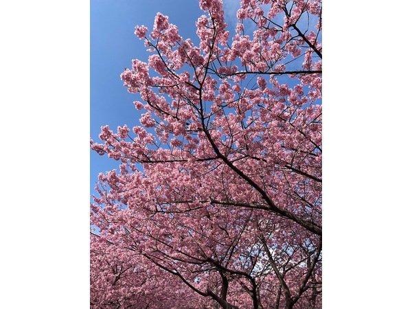 ＊河津桜＊