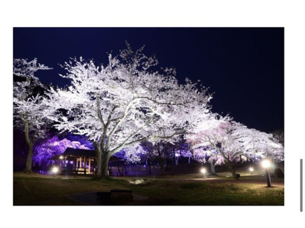 さくらの里夜桜観賞会