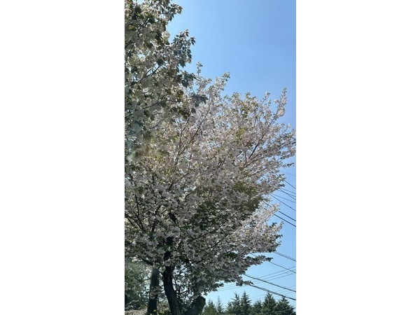 桜は散り始めが美しい…