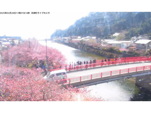 河津桜が見頃を迎えました