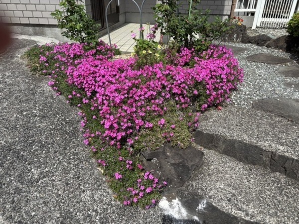 ❀芝桜❀