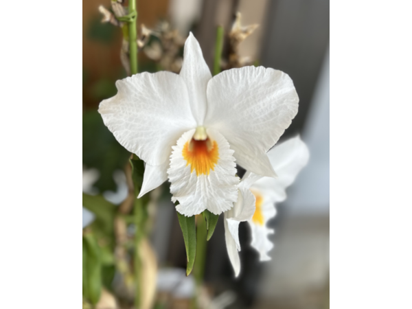 蘭の花
