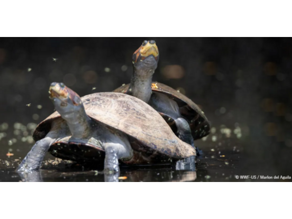 World Turtle Day