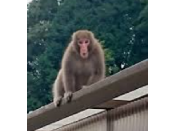 サル出没