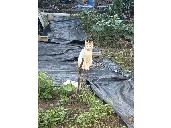 (=^・^=)裏の畑にて(=^・^=)