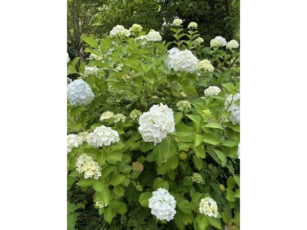 ❀紫陽花❀