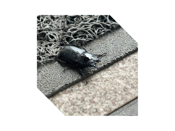 夏が来る・・・(o^―^o)