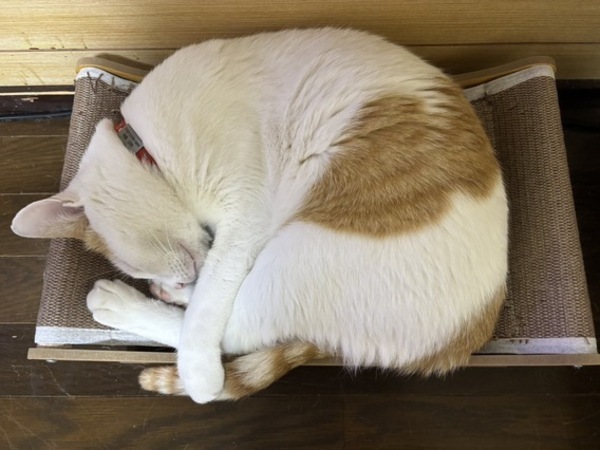 (=^・^=)爪とぎでお昼寝(=^・^=)