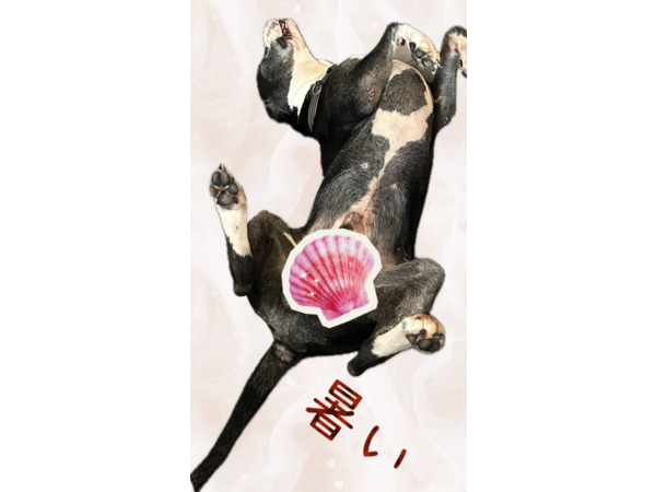 暑いですね