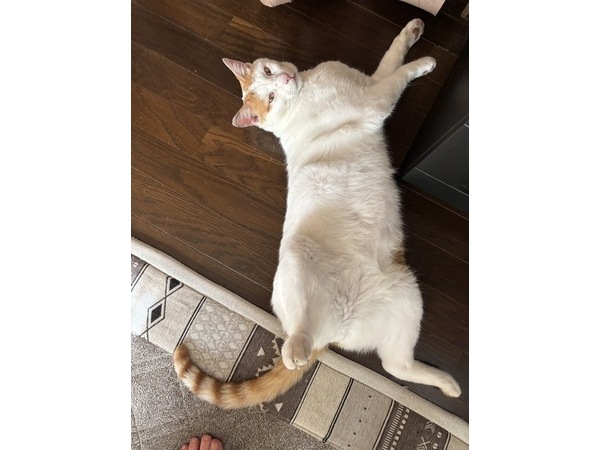 (=^・^=)のびております(=^・^=)