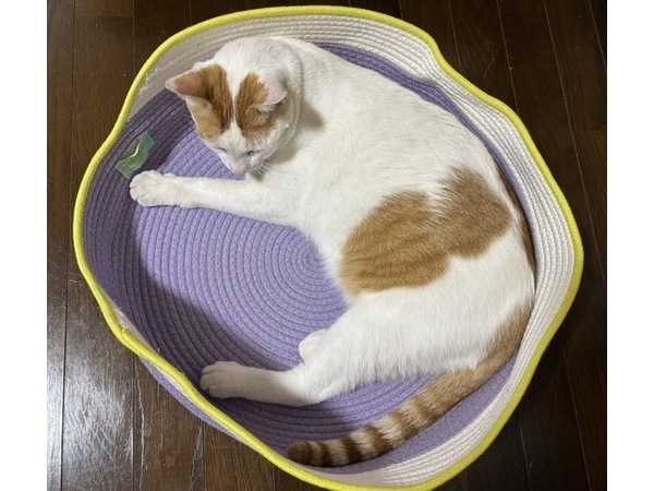 (=^・^=)春男です(=^・^=)