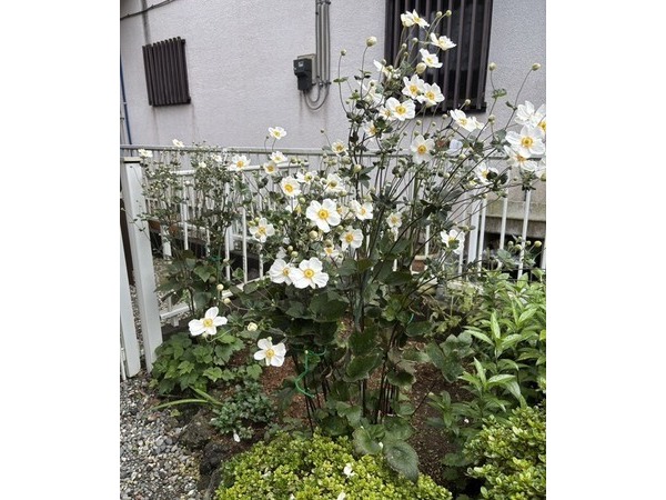 ❁秋明菊❁
