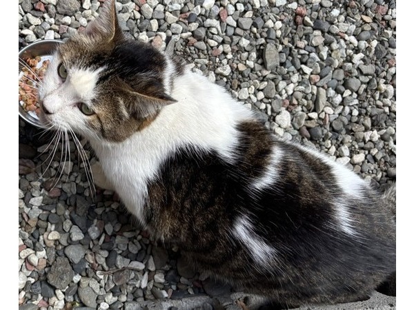 (=^・^=)外猫テン(=^・^=)