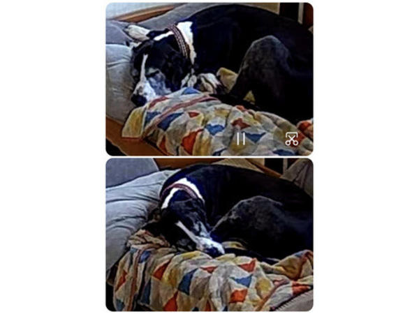 老犬なので・・・