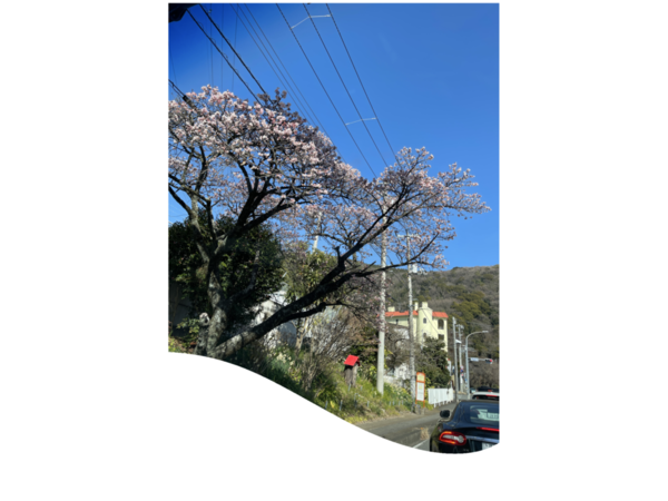 熱海桜