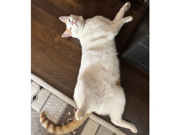 (=^・^=)ご無沙汰しております(=^・^=)