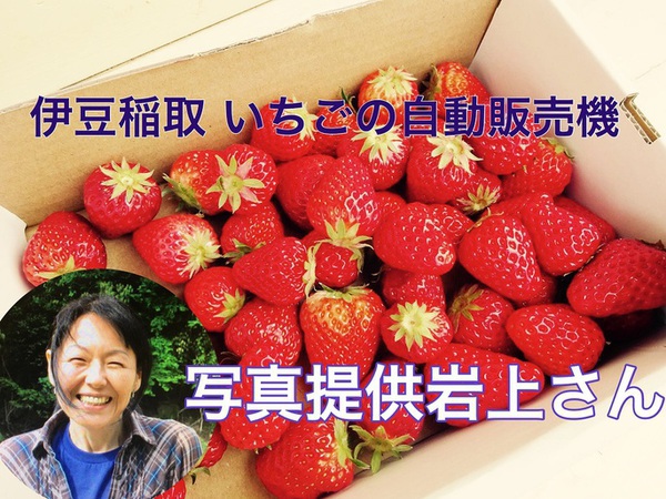 伊豆の観光情報　「イチゴの自動販売機」