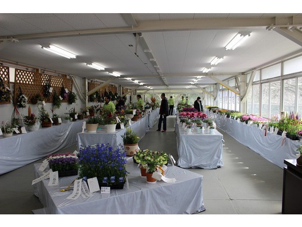 東部鉢花展覧会