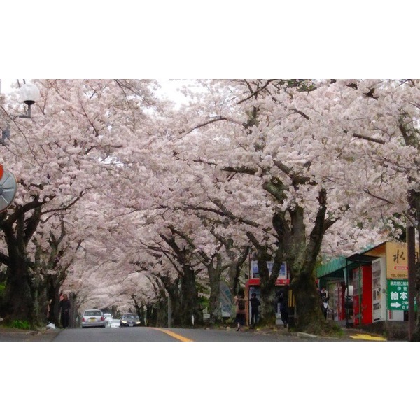 伊豆高原満開の桜並木