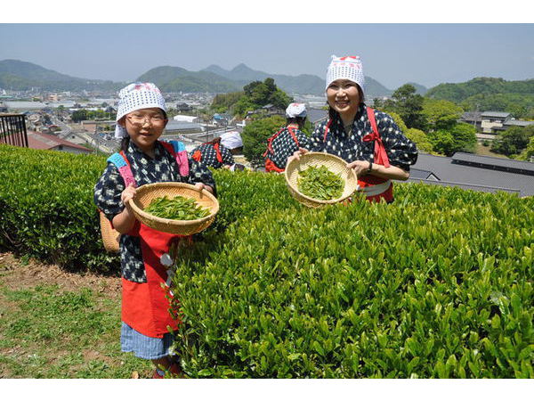 2018年春のチャレンジ茶摘み体験