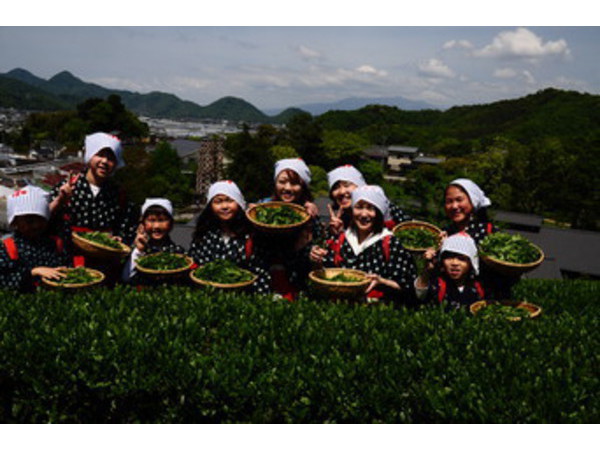 秋のチャレンジ茶摘み体験