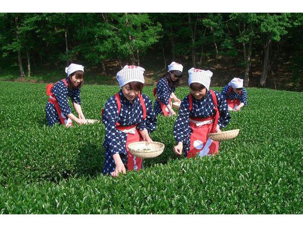 2018年秋のお茶摘み体験