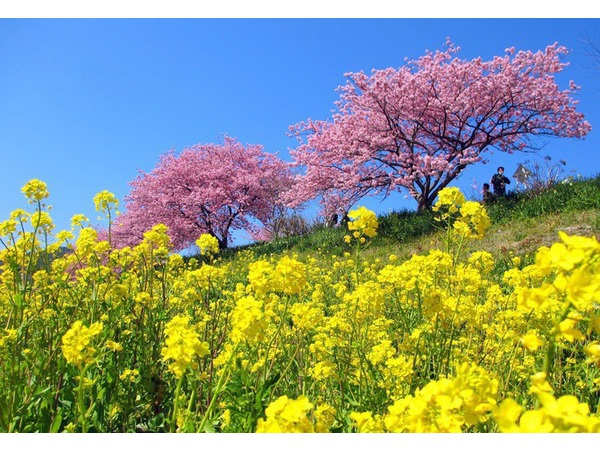 第19回みなみの桜と菜の花まつり