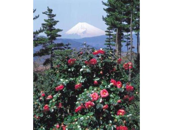 第３１回　つばき観賞会