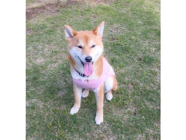 ももちゃん