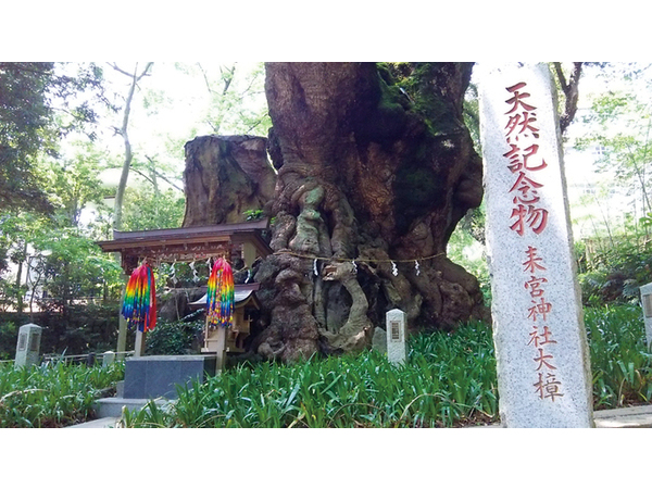 大楠祭