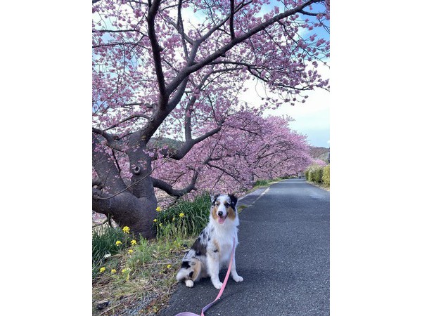 みなみの桜はまだまだ満開！