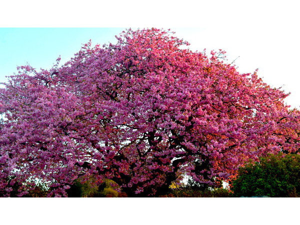 道端で見る河津桜