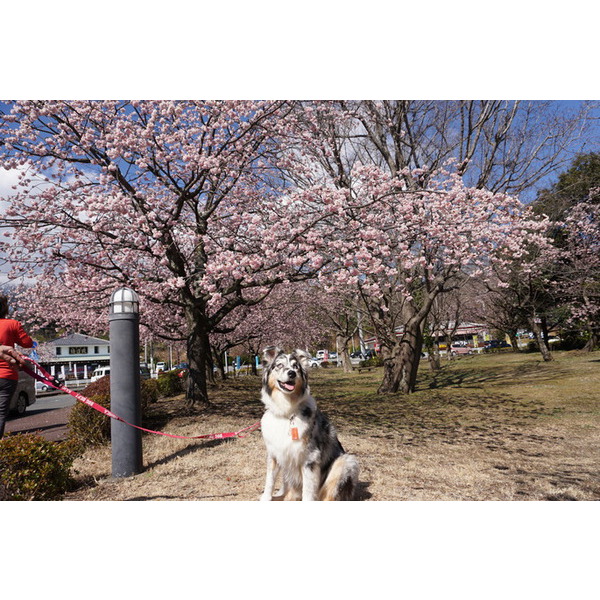 ワンちゃんと一緒に　伊豆高原桜まつりを楽しもう♪
