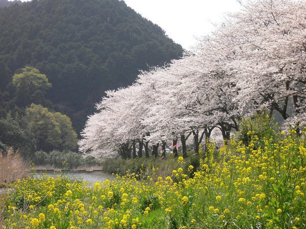 第16回伊豆松崎なまこ壁と桜のツーデーマーチ