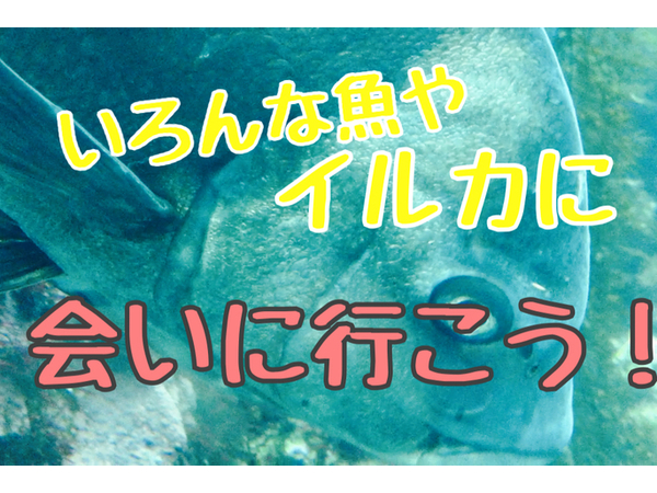 雨の日の伊豆。どこで遊ぶか迷ったら、、、下田海中水族館！イルカにテンションあがりまくり～♪