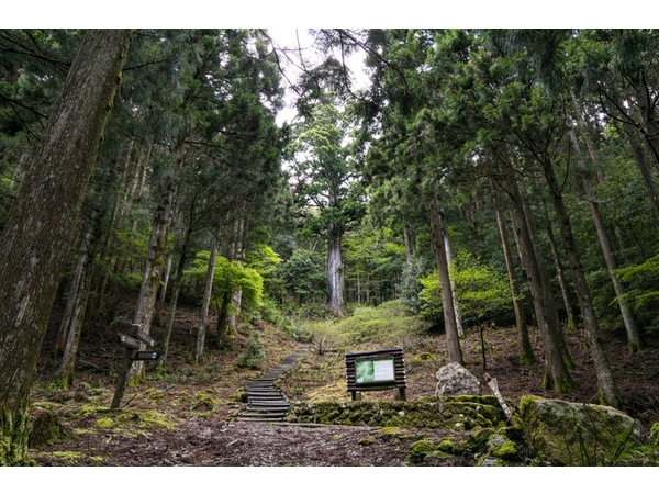 【静岡県民限定】秋色ノルディックウォーキング（踊子歩道・太郎杉コース）