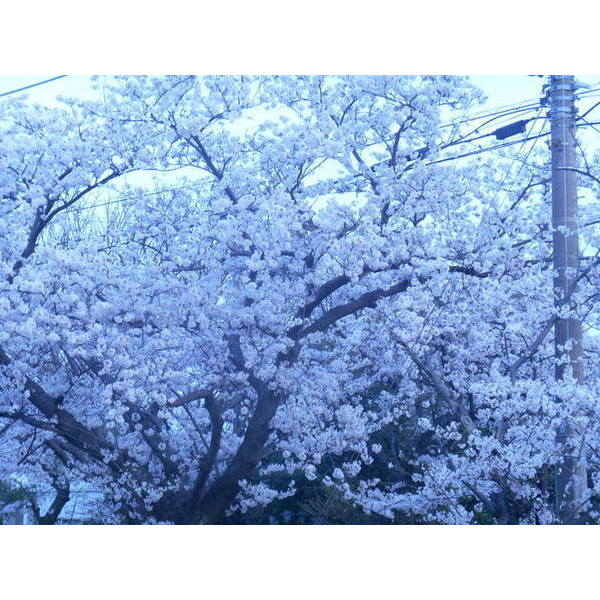 城ケ崎の桜で、おとなのお花見を。