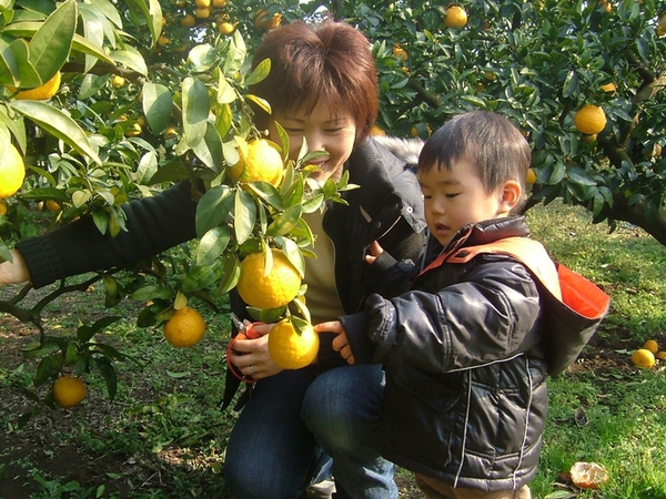 御朱印帳さんぽ！花と味覚とご利益めぐり