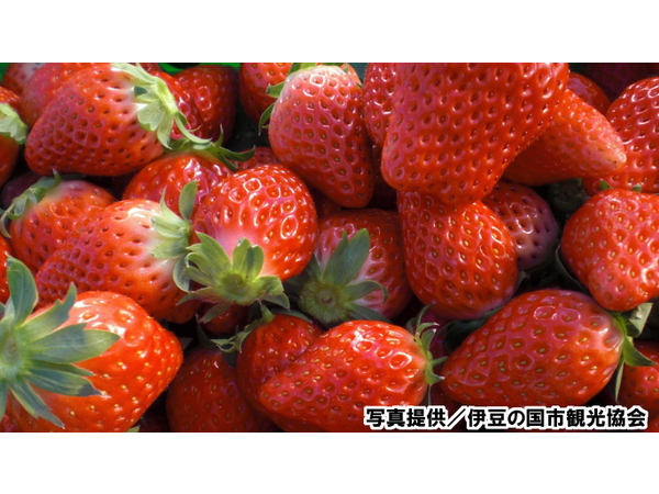 イチゴ狩り 12月7日(土)よりオープン！