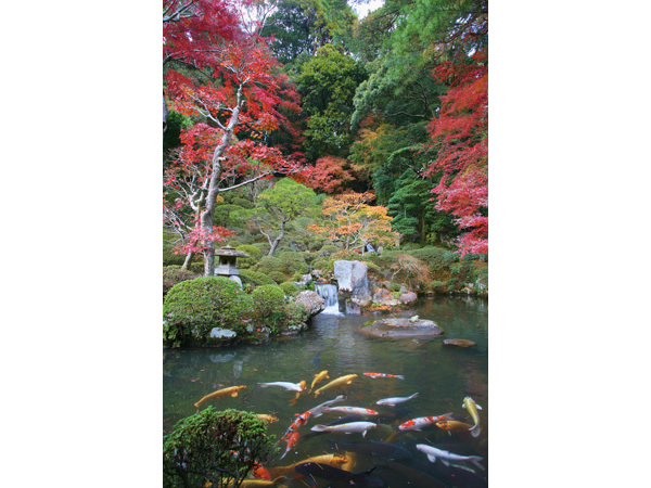 修禅寺庭園～東海第一園～秋の特別公開
