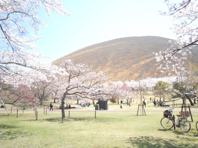 桜の里（2011年春）